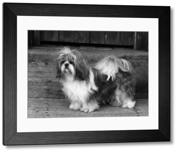 Framed Print : FALL / SHIH TZU / 1962 Framed Print : FALL / SHIH TZU / 1962