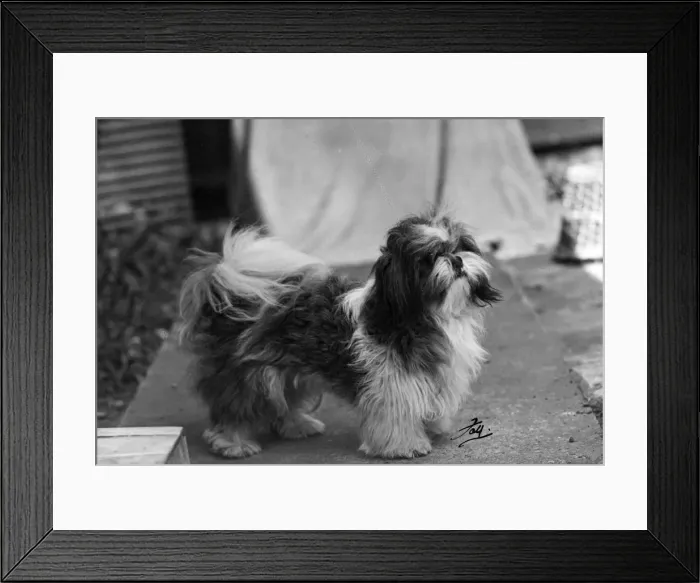 Framed Print : FALL / SHIH TZU / 1949 Framed Print : FALL / SHIH TZU / 1949