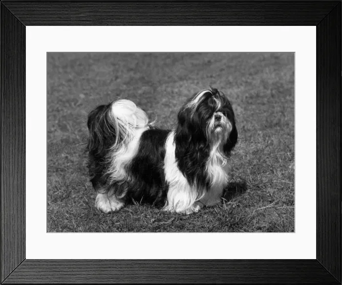 Framed Print : FALL / SHIH TZU / 1966 Framed Print : FALL / SHIH TZU / 1966