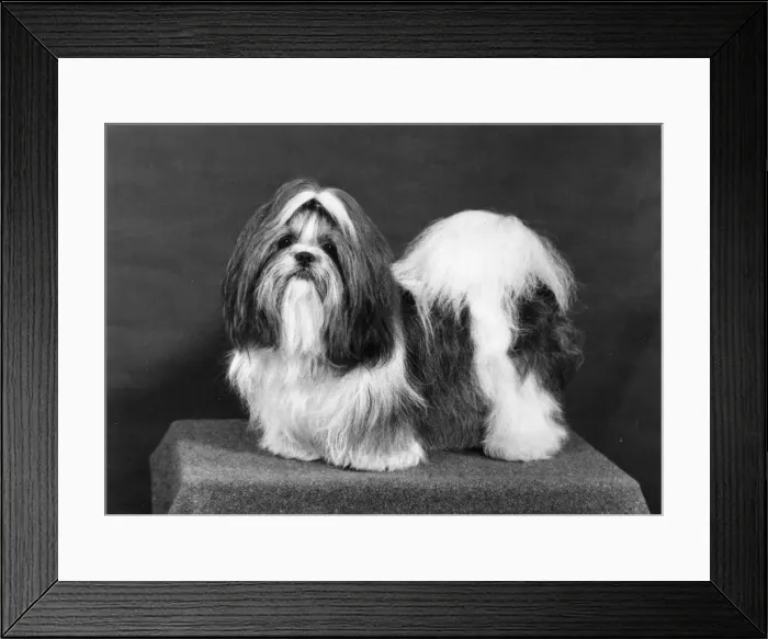 Framed Print : FALL / SHIH TZU / 1974 Framed Print : FALL / SHIH TZU / 1974