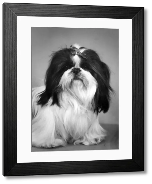Framed Print : FALL / SHIH TZU / 1959 Framed Print : FALL / SHIH TZU / 1959