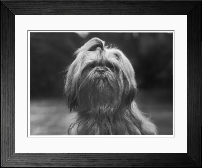 Framed Print : FALL / SHIH TZU / 1962 Framed Print : FALL / SHIH TZU / 1962