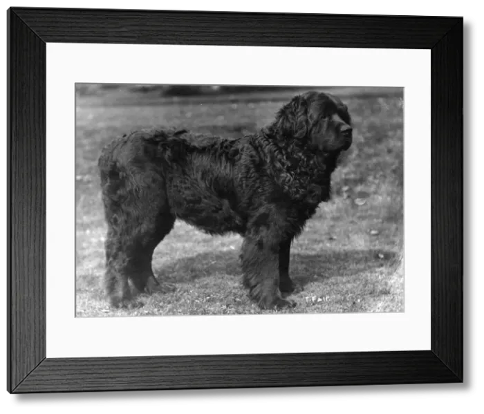 Framed Print : FALL / NEWFOUNDLAND / 1914 Framed Print : FALL / NEWFOUNDLAND / 1914
