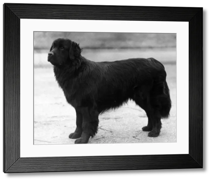 Framed Print : FALL / NEWFOUNDLAND / 1938 Framed Print : FALL / NEWFOUNDLAND / 1938