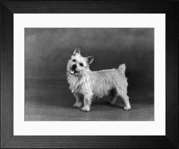 Framed Print : FALL / NORWICH TERRIER / 47 Framed Print : FALL / NORWICH TERRIER / 47