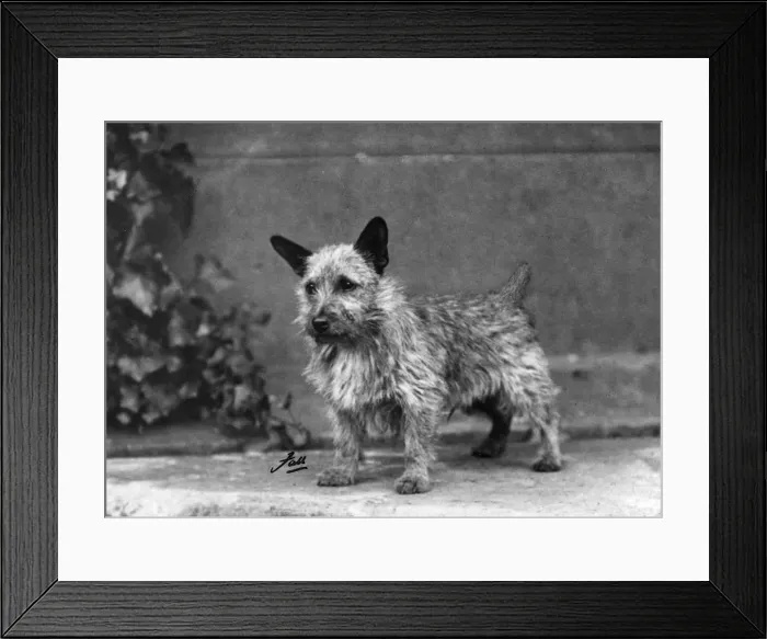 Framed Print : FALL / NORWICH TERRIER / 38 Framed Print : FALL / NORWICH TERRIER / 38
