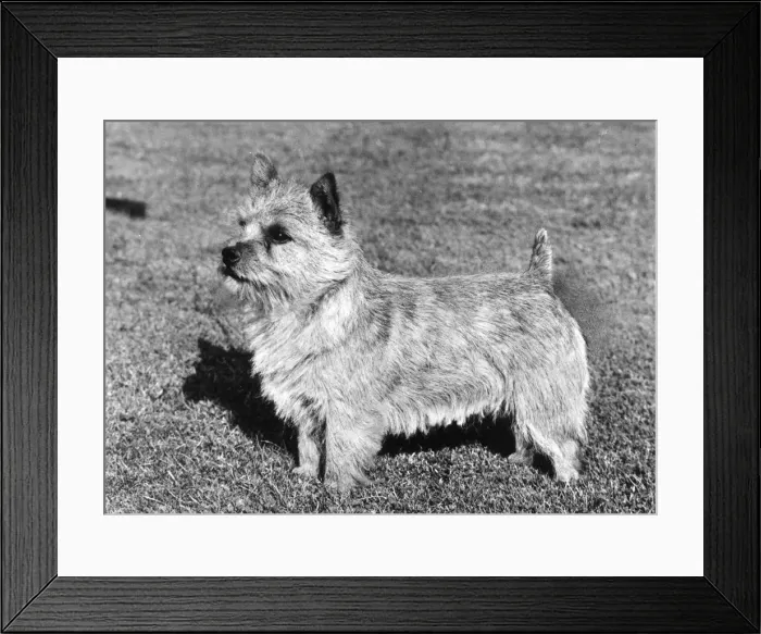 Framed Print : FALL / NORWICH TERRIER / 73 Framed Print : FALL / NORWICH TERRIER / 73