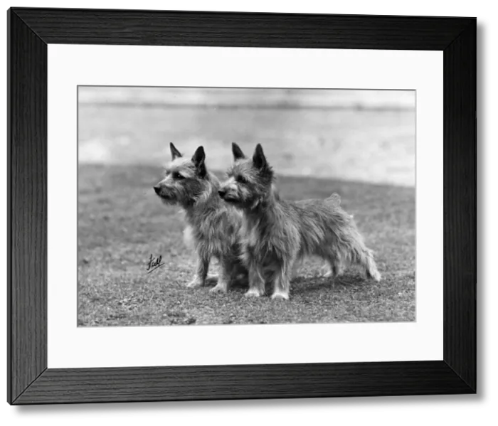 Framed Print : FALL / NORWICH TERRIER / 46 Framed Print : FALL / NORWICH TERRIER / 46