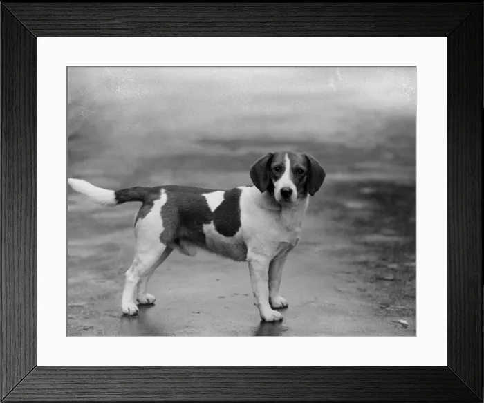 Framed Print : FALL / BEAGLE / 1932 Framed Print : FALL / BEAGLE / 1932