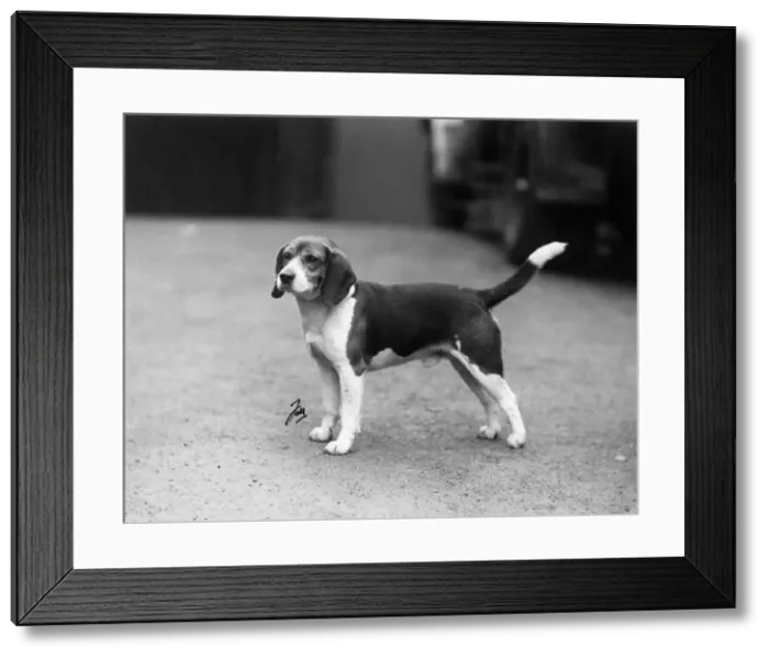 Framed Print : FALL / BEAGLE / 1938 Framed Print : FALL / BEAGLE / 1938