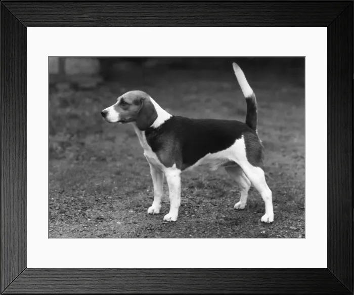 Framed Print : FALL / BEAGLE / 1958 Framed Print : FALL / BEAGLE / 1958