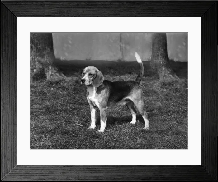 Framed Print : FALL / BEAGLE / 1968 Framed Print : FALL / BEAGLE / 1968