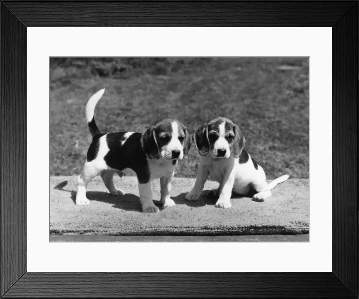 Framed Print : FALL / BEAGLE / 1971 Framed Print : FALL / BEAGLE / 1971