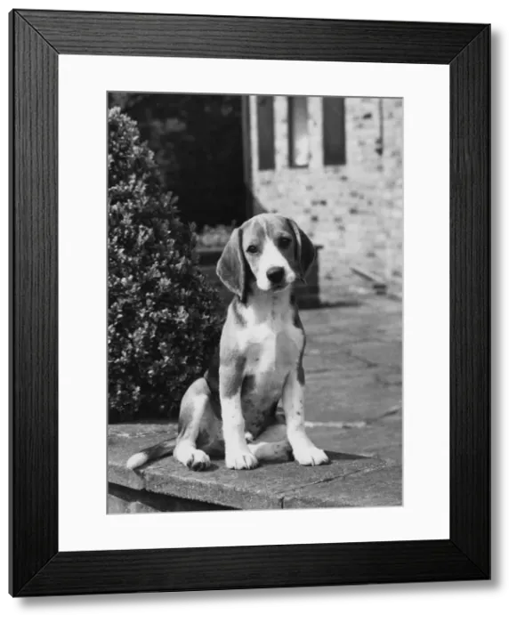 Framed Print : FALL / BEAGLE / 1967 Framed Print : FALL / BEAGLE / 1967