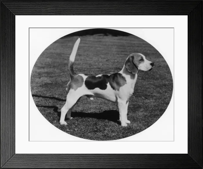 Framed Print : FALL / BEAGLE / 1979 Framed Print : FALL / BEAGLE / 1979