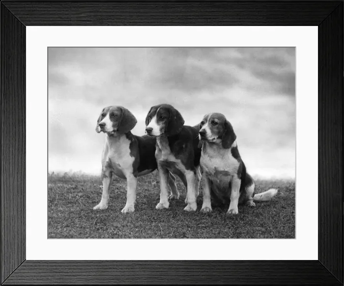 Framed Print : FALL / BEAGLE / 1937 Framed Print : FALL / BEAGLE / 1937