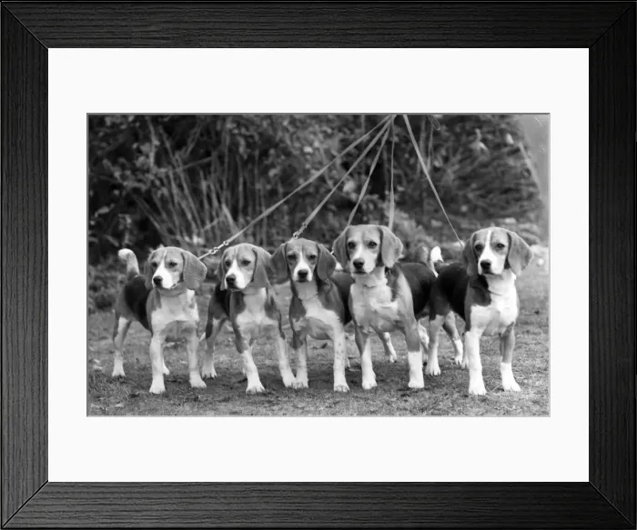 Framed Print : FALL / BEAGLE / 1959 Framed Print : FALL / BEAGLE / 1959