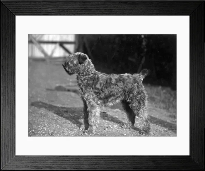 Framed Print : FALL / KERRY BLUE TERRIER Framed Print : FALL / KERRY BLUE TERRIER