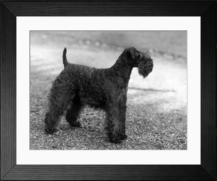Framed Print : FALL / KERRY BLUE TERRIER Framed Print : FALL / KERRY BLUE TERRIER