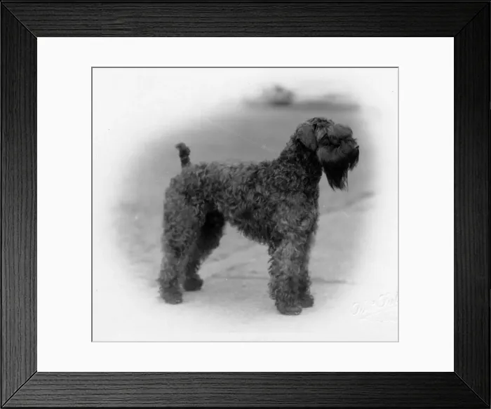 Framed Print : FALL / KERRY BLUE TERRIER Framed Print : FALL / KERRY BLUE TERRIER