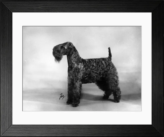 Framed Print : FALL / KERRY BLUE TERRIER Framed Print : FALL / KERRY BLUE TERRIER