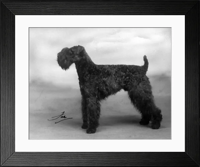 Framed Print : FALL / KERRY BLUE TERRIER Framed Print : FALL / KERRY BLUE TERRIER