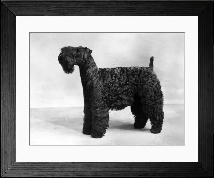 Framed Print : FALL / KERRY BLUE TERRIER Framed Print : FALL / KERRY BLUE TERRIER