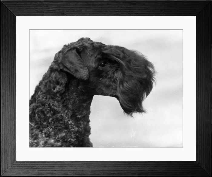 Framed Print : FALL / KERRY BLUE TERRIER Framed Print : FALL / KERRY BLUE TERRIER