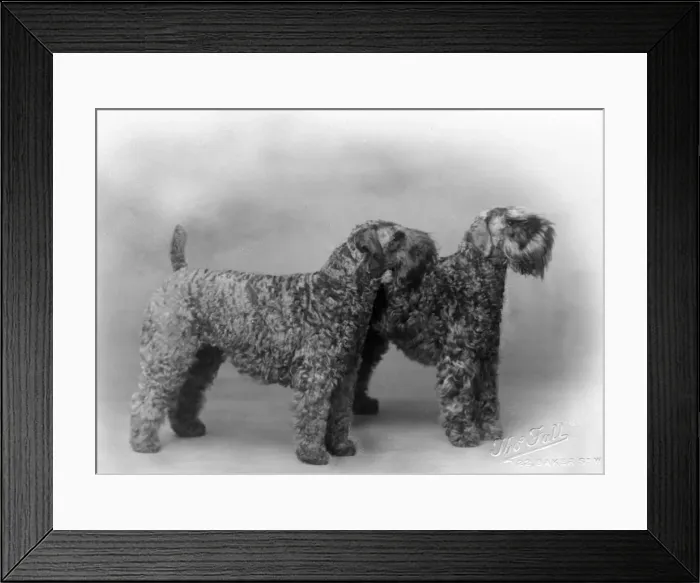 Framed Print : FALL / KERRY BLUE TERRIER Framed Print : FALL / KERRY BLUE TERRIER