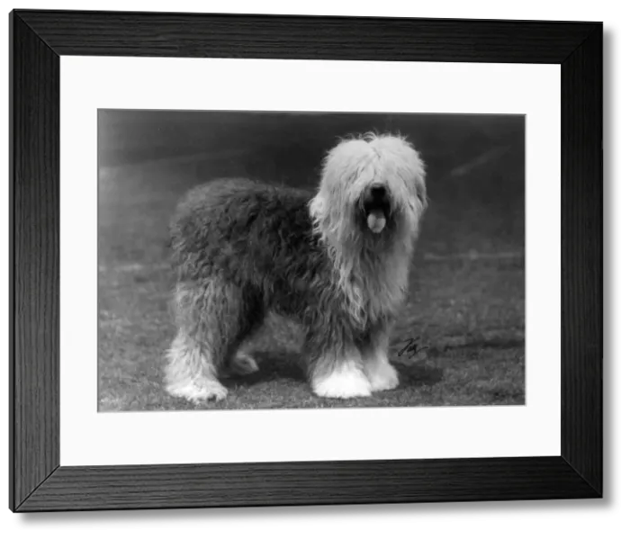 Framed Print : FALL / ENGLISH SHEEPDOG / 29 Framed Print : FALL / ENGLISH SHEEPDOG / 29
