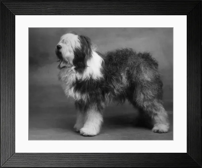 Framed Print : FALL / ENGLISH SHEEPDOG / 38 Framed Print : FALL / ENGLISH SHEEPDOG / 38