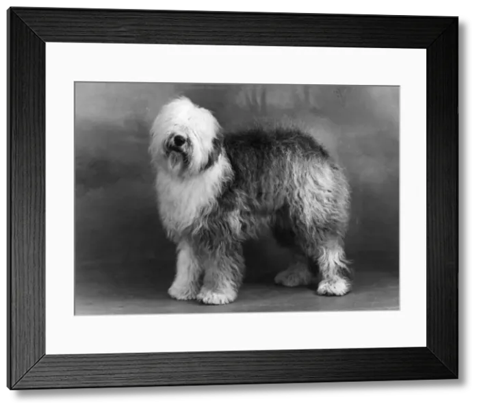 Framed Print : FALL / ENGLISH SHEEPDOG / 49 Framed Print : FALL / ENGLISH SHEEPDOG / 49
