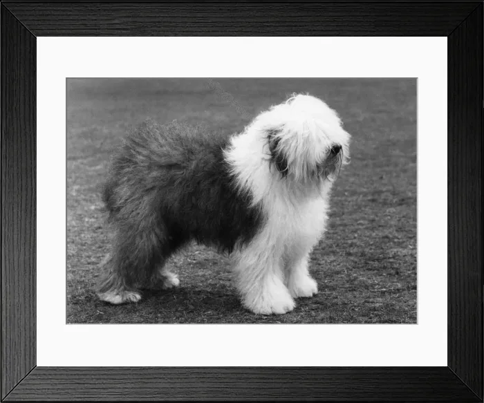 Framed Print : FALL / ENGLISH SHEEPDOG / 65 Framed Print : FALL / ENGLISH SHEEPDOG / 65