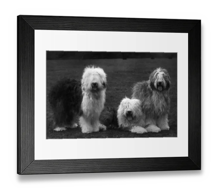 Framed Print : FALL / ENGLISH SHEEPDOG / 38 Framed Print : FALL / ENGLISH SHEEPDOG / 38