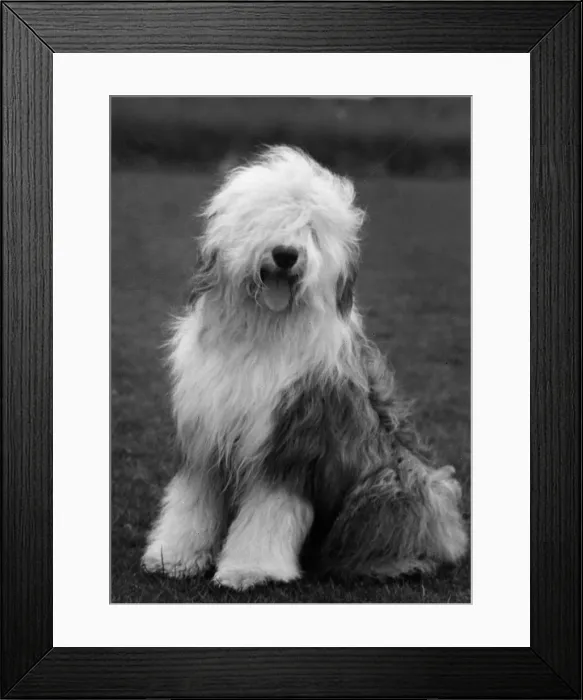 Framed Print : FALL / ENGLISH SHEEPDOG / 63 Framed Print : FALL / ENGLISH SHEEPDOG / 63