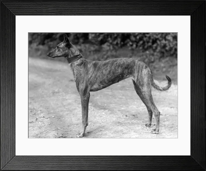 Framed Print : STANDING LURCHER Framed Print : STANDING LURCHER