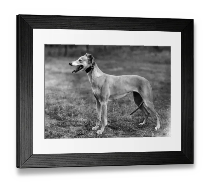 Framed Print : STANDING LURCHER 1944 Framed Print : STANDING LURCHER 1944