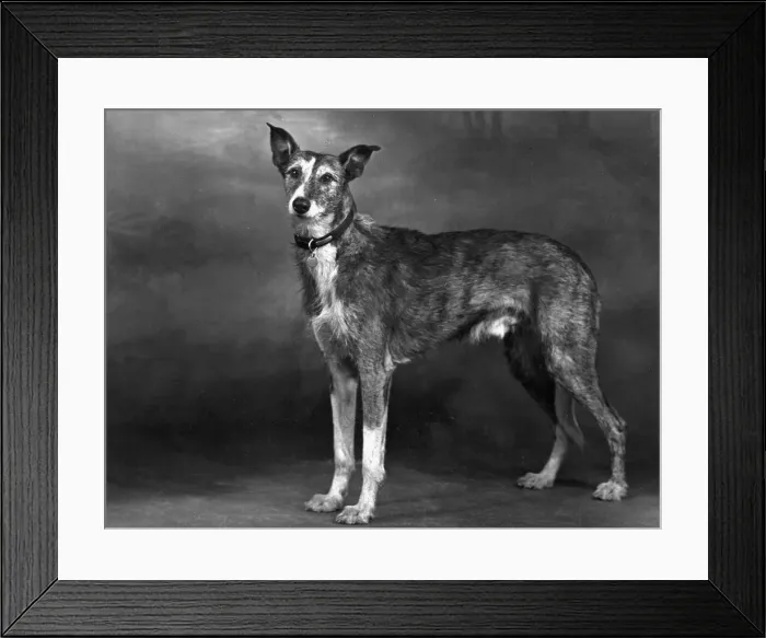 Framed Print : STANDING LURCHER 1951 Framed Print : STANDING LURCHER 1951