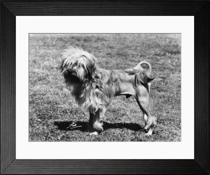 Framed Print : FALL / LOWCHEN / LION DOG / 75 Framed Print : FALL / LOWCHEN / LION DOG / 75