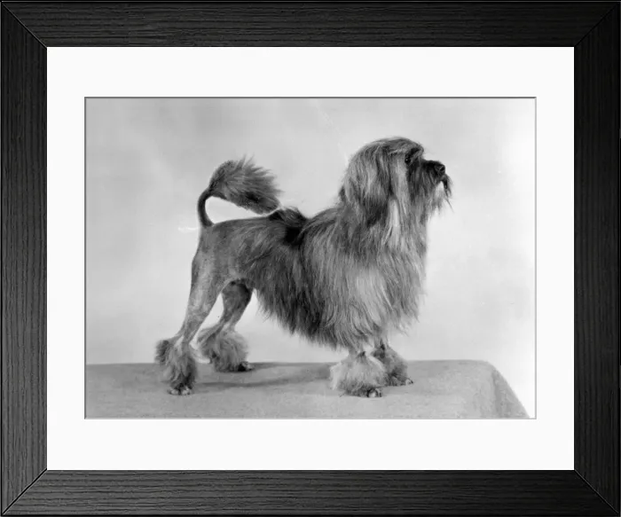 Framed Print : FALL / LOWCHEN / LION DOG / 77 Framed Print : FALL / LOWCHEN / LION DOG / 77