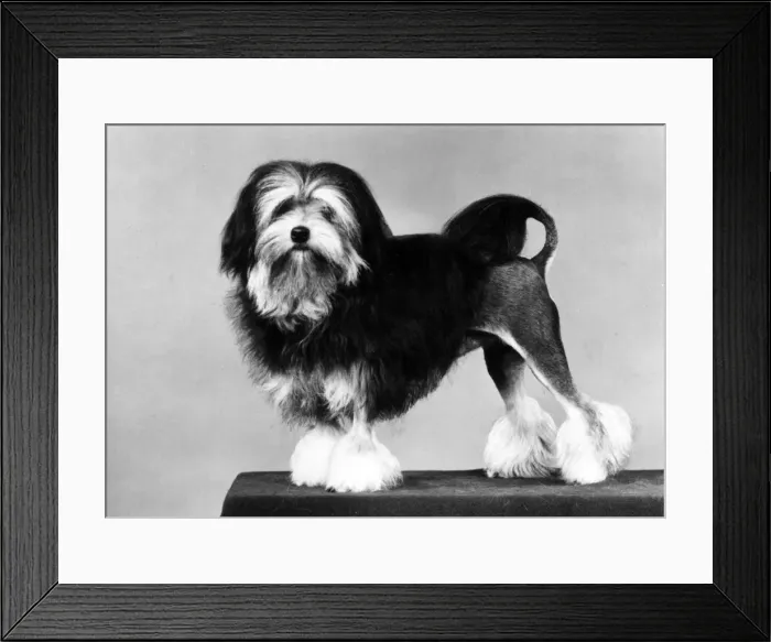 Framed Print : FALL / LOWCHEN / LION DOG / 82 Framed Print : FALL / LOWCHEN / LION DOG / 82