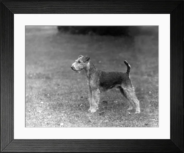 Framed Print : FALL / LAKELAND TERRIER / 36 Framed Print : FALL / LAKELAND TERRIER / 36