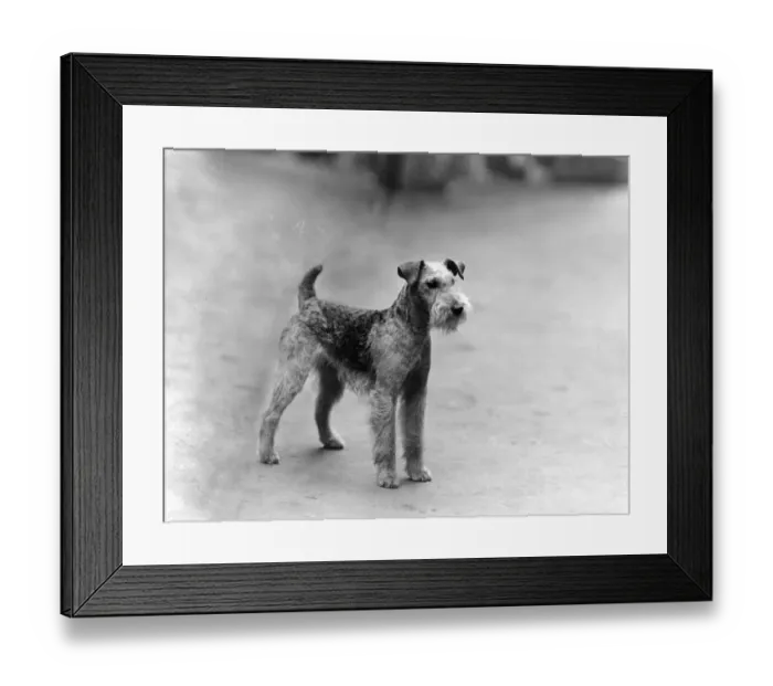Framed Print : FALL / LAKELAND TERRIER / 39 Framed Print : FALL / LAKELAND TERRIER / 39