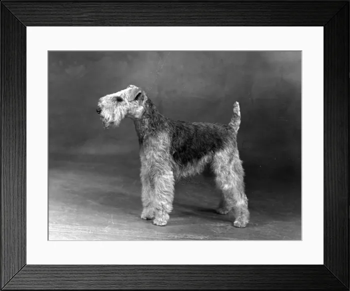 Framed Print : FALL / LAKELAND TERRIER / 50 Framed Print : FALL / LAKELAND TERRIER / 50
