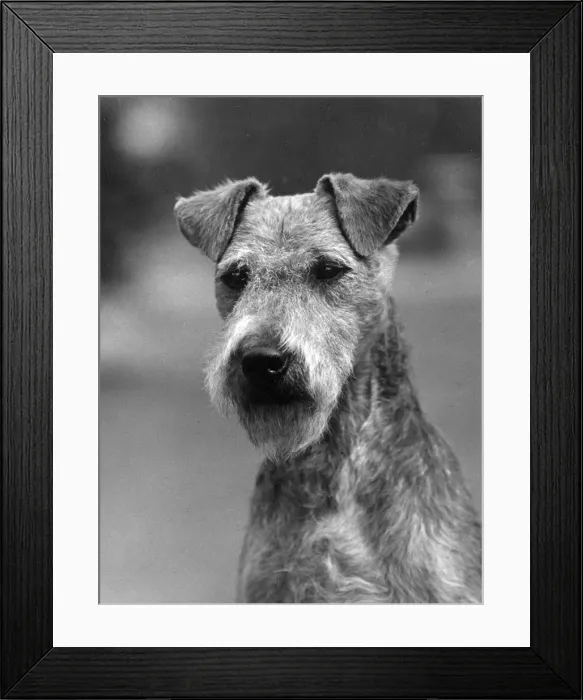 Framed Print : FALL / LAKELAND TERRIER / 36 Framed Print : FALL / LAKELAND TERRIER / 36