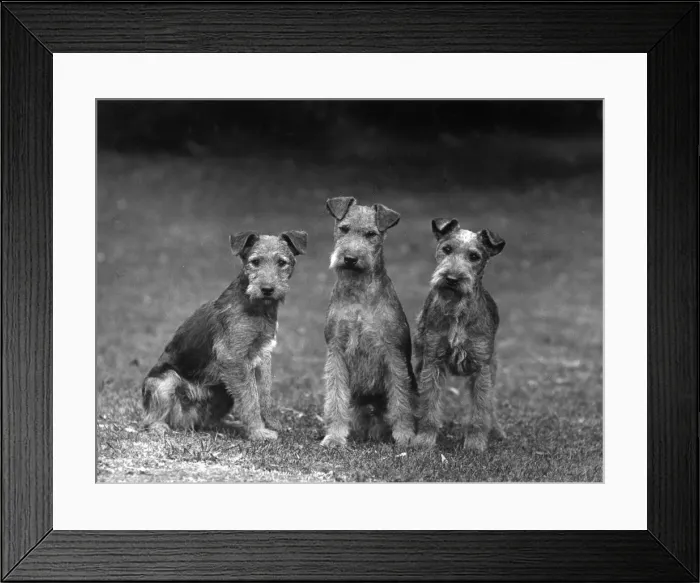 Framed Print : FALL / LAKELAND TERRIER / 36 Framed Print : FALL / LAKELAND TERRIER / 36