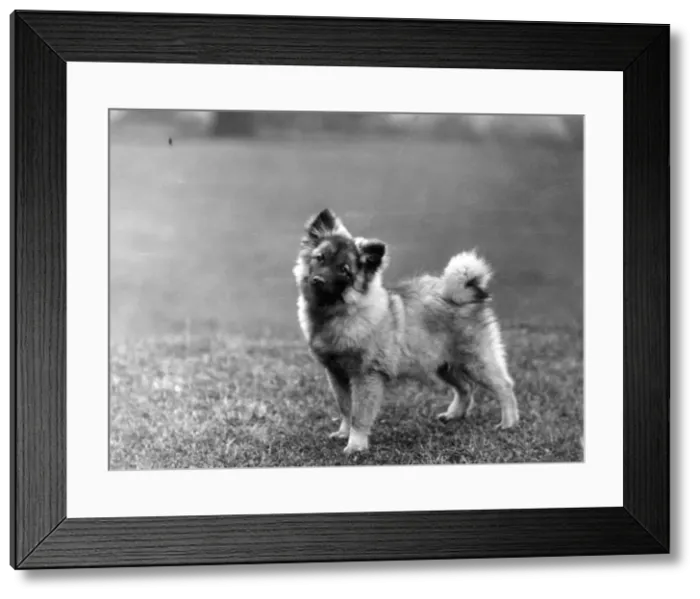 Framed Print : FALL / KEESHOND / 1932 Framed Print : FALL / KEESHOND / 1932
