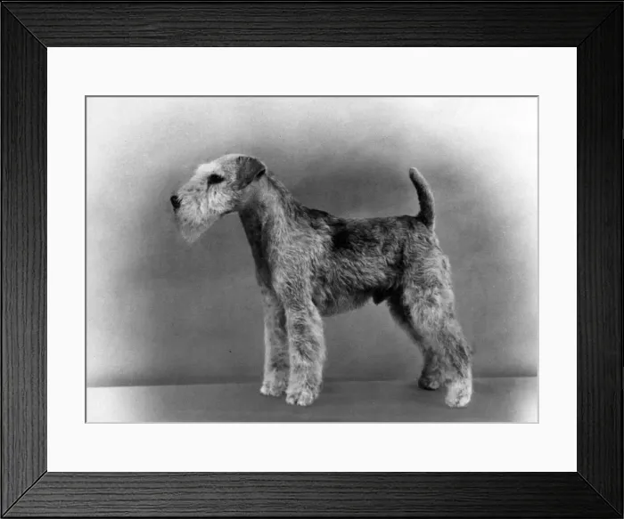 Framed Print : FALL / LAKELAND TERRIER / 60 Framed Print : FALL / LAKELAND TERRIER / 60
