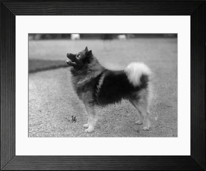 Framed Print : FALL / KEESHOND / 1930 Framed Print : FALL / KEESHOND / 1930