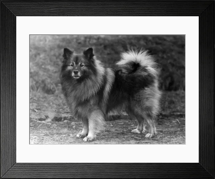 Framed Print : FALL / KEESHOND / 1946 Framed Print : FALL / KEESHOND / 1946